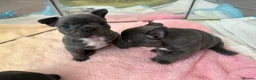 French Bulldog dogs for sale: Beautiful French bulldog puppies  - Advert 14