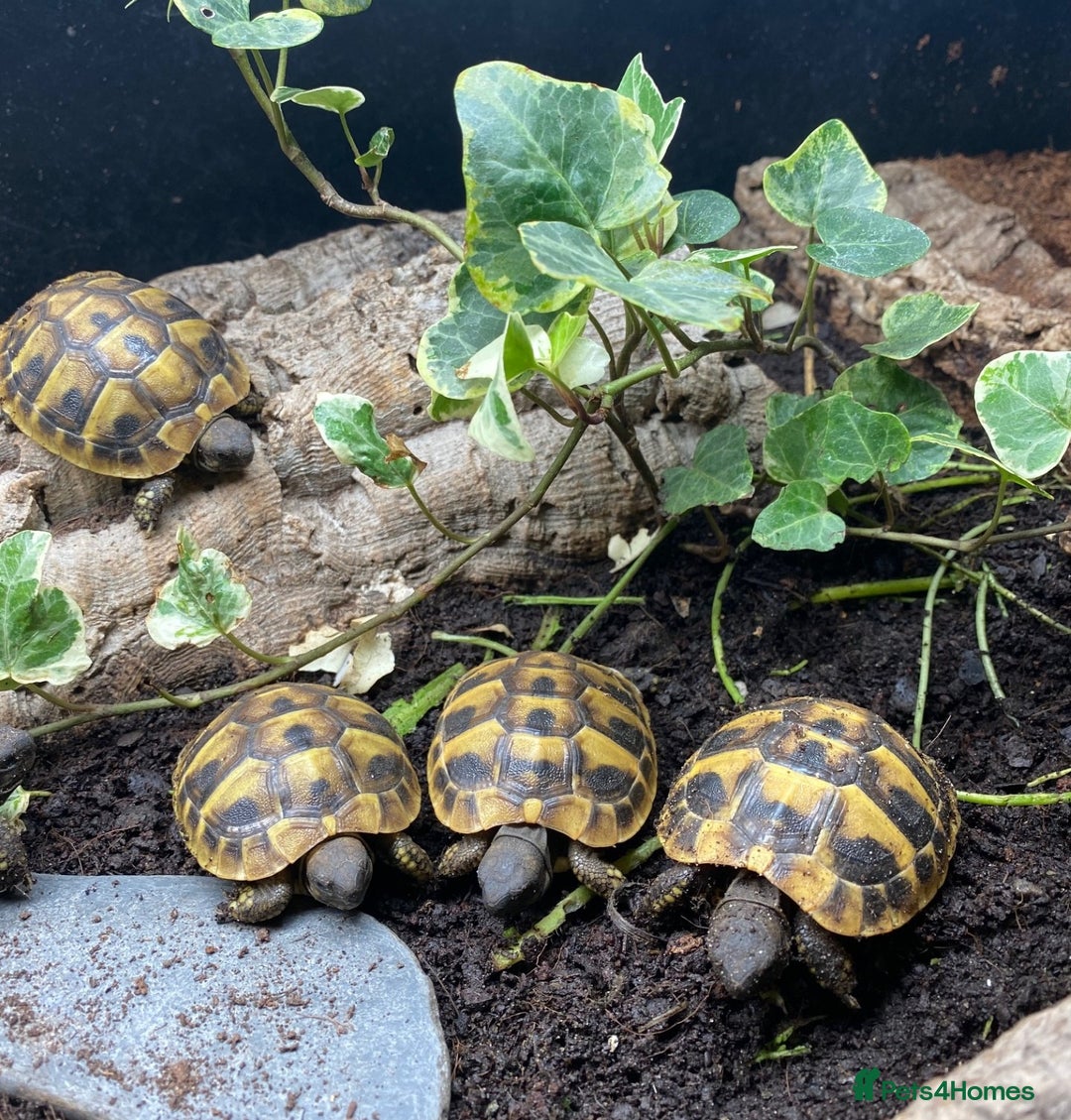 Tortoise reptiles for sale: Hermanns Tortoise (Herman) - Hatchling - Image 3