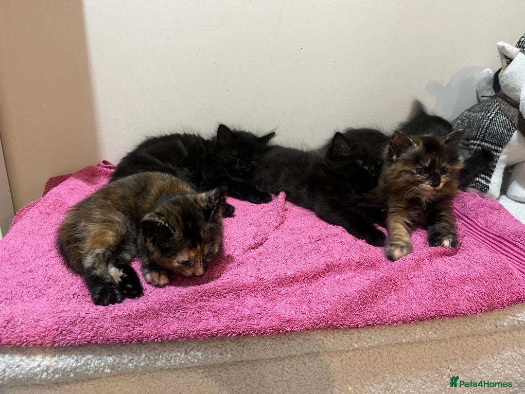Mixed Breed cats for sale: 2 Black Fluffy Kittens (15wk old brothers) - Image 25