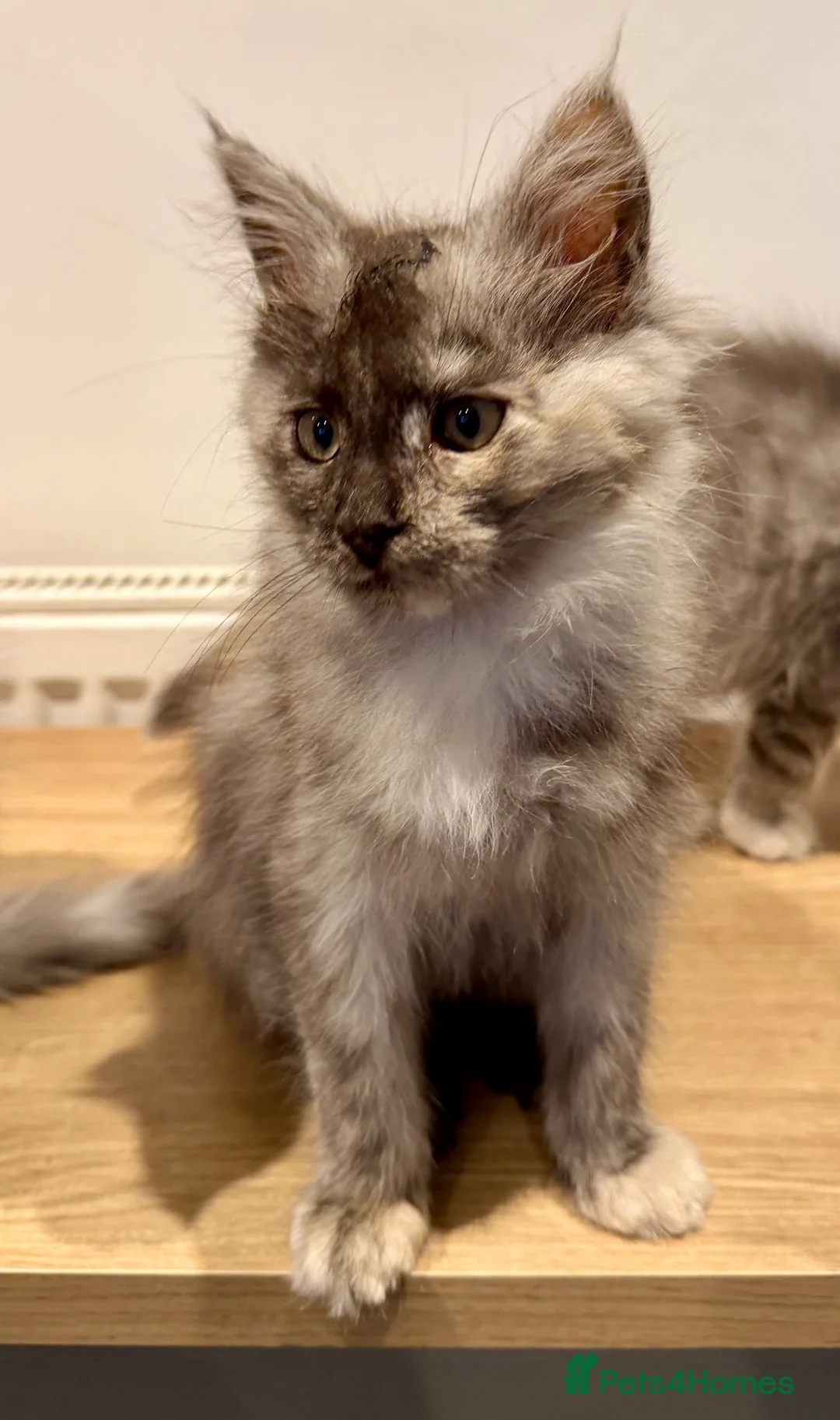 Maine Coon cats for sale: Maine Coon kittens - Advert 14