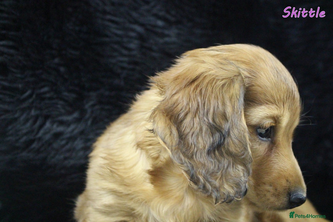 Miniature Dachshund dogs for sale: KC PRA Clear Mini Longhair Daxies – Dapple - Advert 18