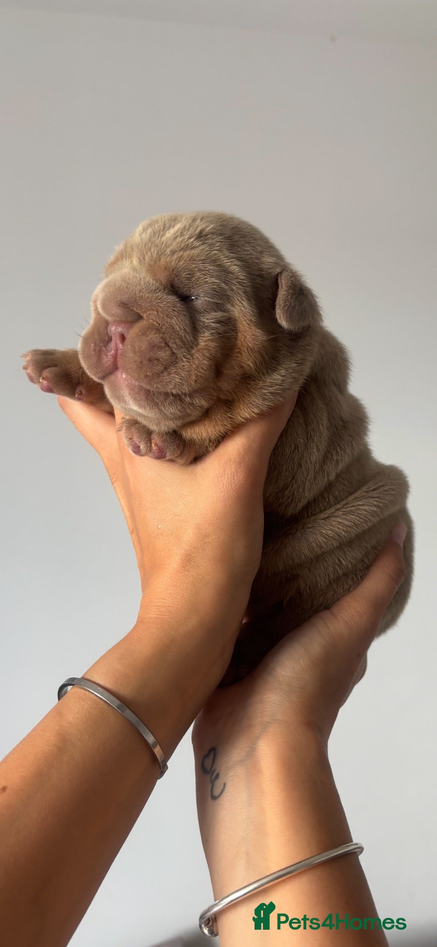 English Bulldog dogs *** QUALITY ENGLISH BULLDOG’s *** - Advert 2