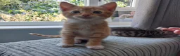 Mixed Breed cats for sale: Kittens in Truro - Advert 10
