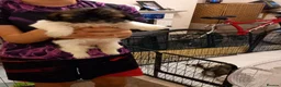 Mixed Breed dogs for sale: Shih tzu Cross chihuahua  - Advert 4