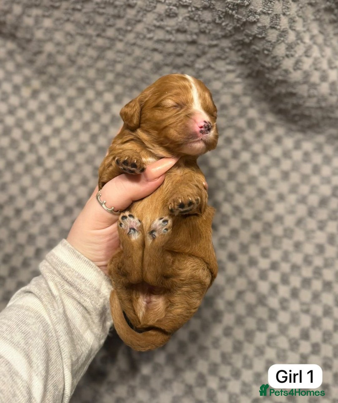 Cavapoo dogs for sale: 💛Gorgeous Cavapoo Puppies Looking 4 Forever Homes - Advert 4