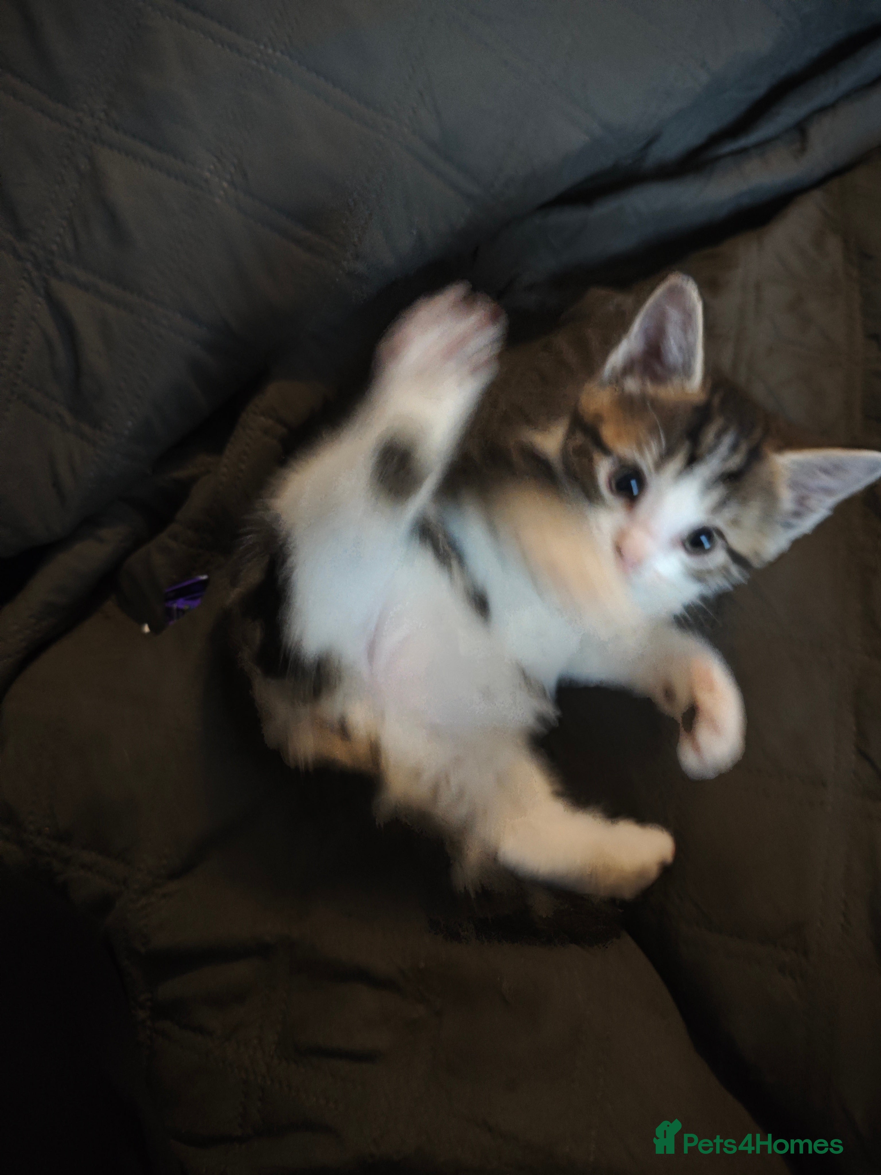 Mixed Breed cats for sale: kittens  - Advert 4