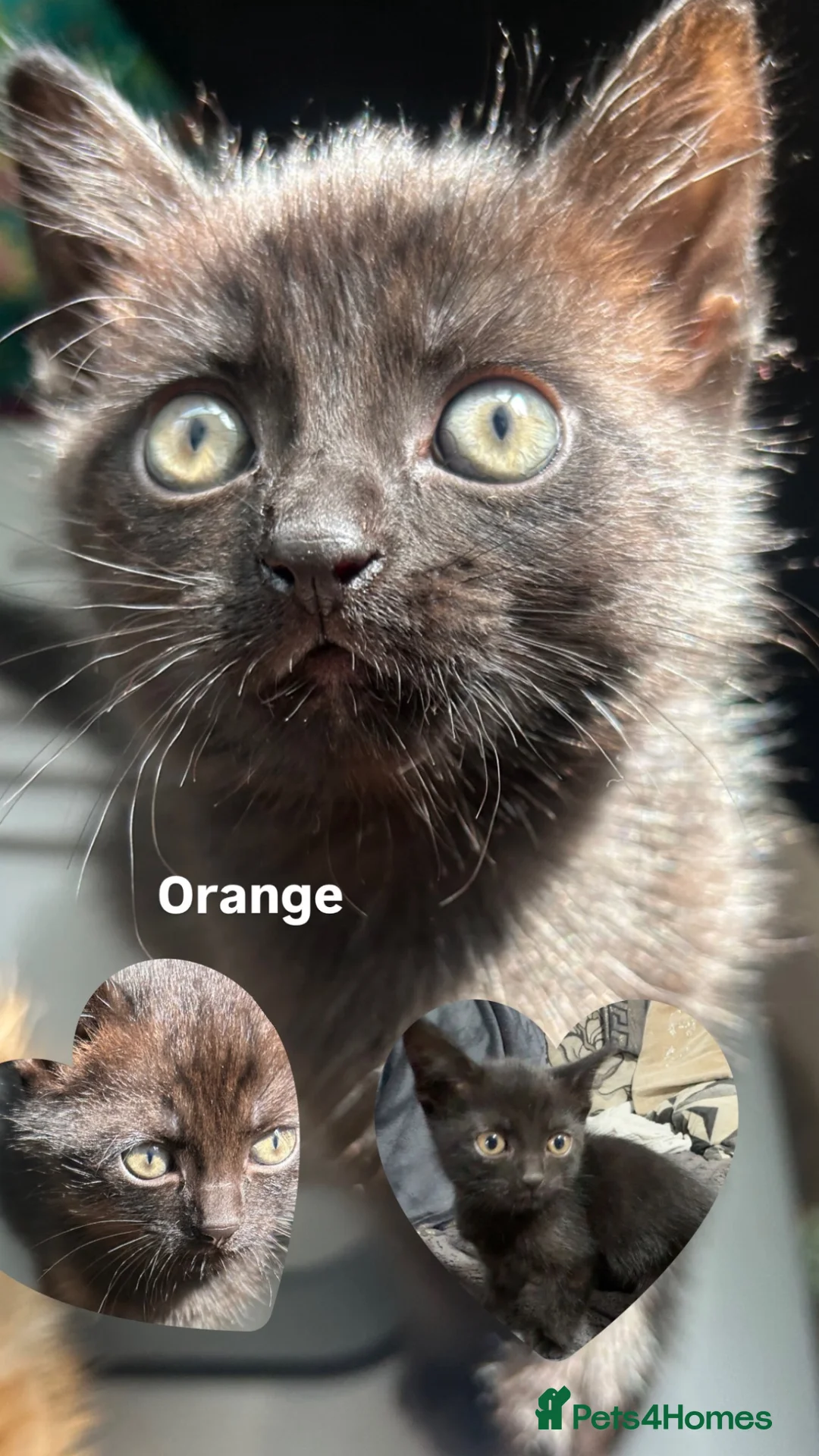 Mixed Breed cats for sale: Female Siamese/tabby cats  - Advert 2
