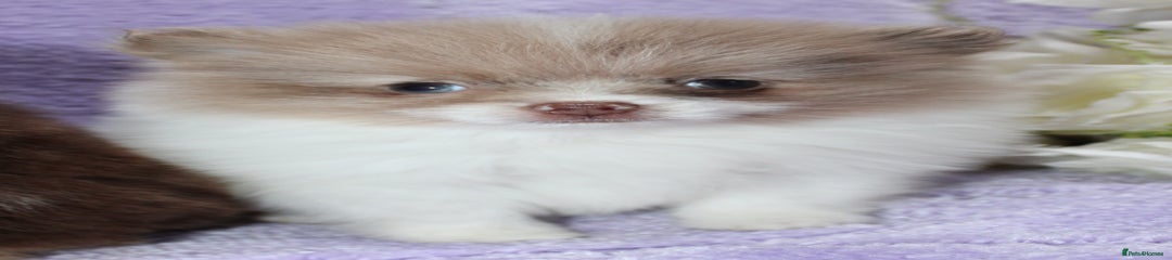 Pomeranian Puppy 3
