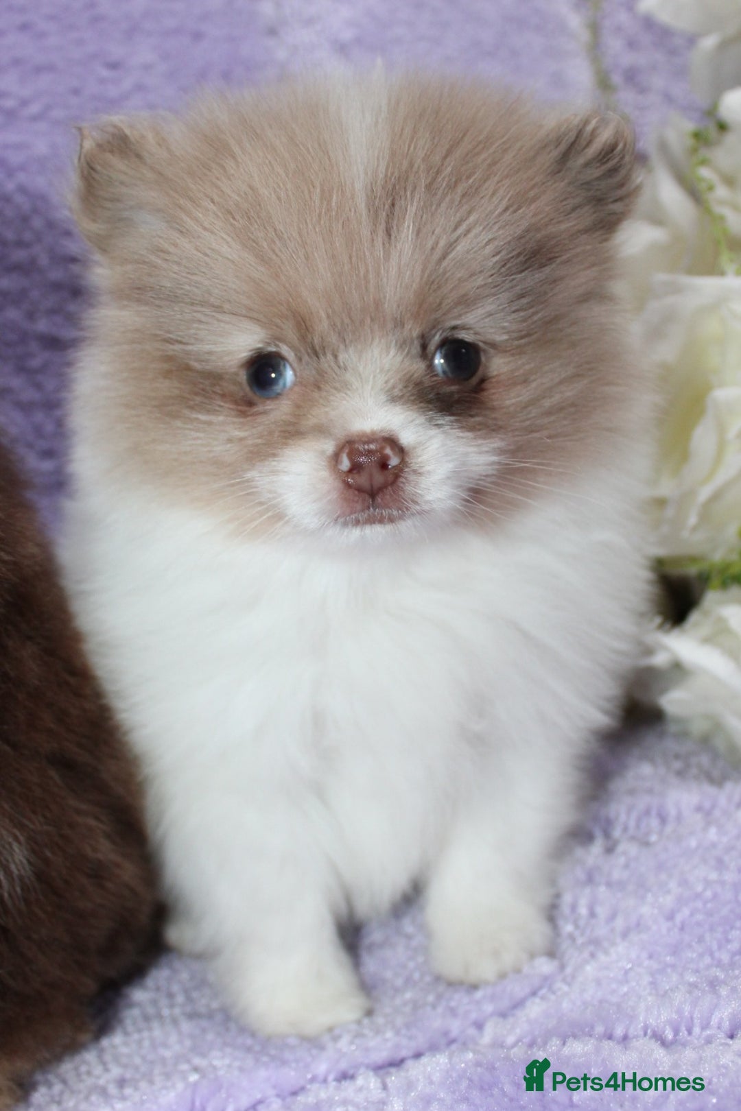 Pomeranian dogs for sale: PARTI MERLE QUALITY KC POMERANIANS - Image 30
