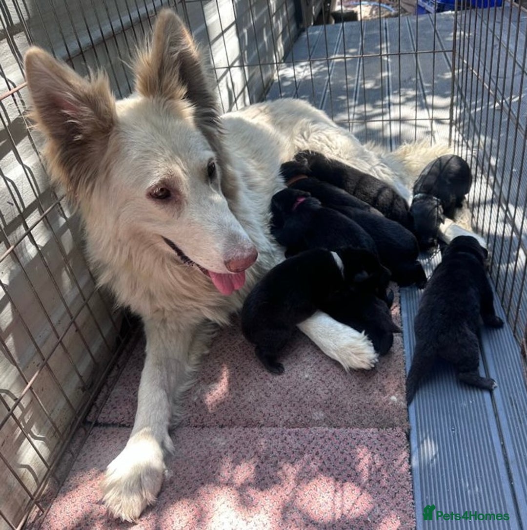 German Shepherd dogs for sale: Ready to go German Shepherd Alsatian puppies - Image 12