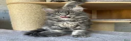 Maine Coon cats for sale: TICA Maine Coon Girls Ready Now DNA clear  - Advert 34