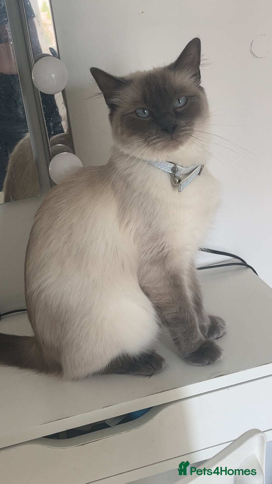 Ragdoll cats for sale: Ragdoll cat for sale  - Advert 2