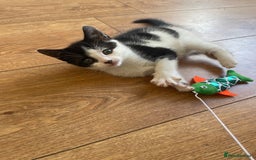 British Shorthair cats for sale: Kittens - Image 1