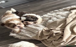 Shih Tzu dogs for sale: 4 Shih tzu girls  - Image 24