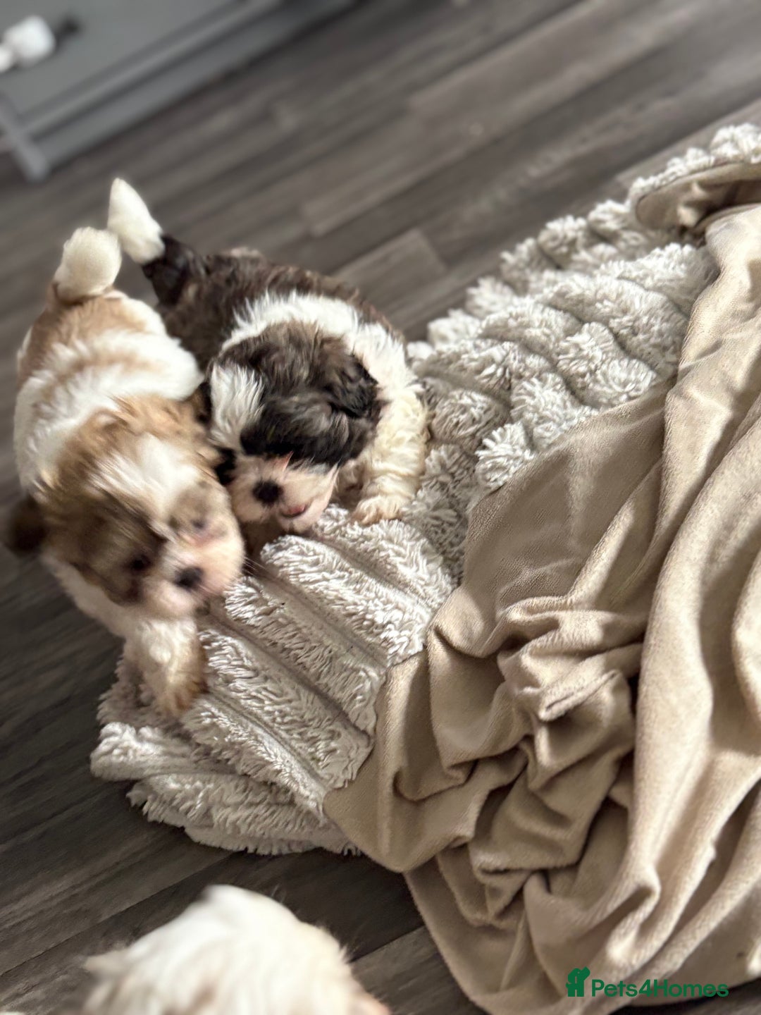 Shih Tzu dogs for sale: 4 Shih tzu girls  - Image 24
