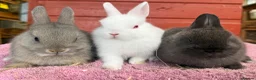 Netherland Dwarf rabbits for sale: Young Netherland Dwarfs - Advert 1