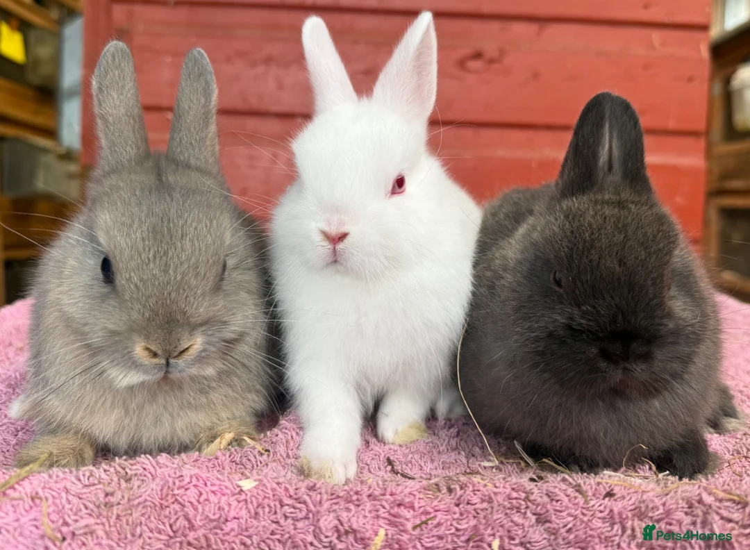 Netherland Dwarf rabbits for sale: Young Netherland Dwarfs - Advert 1