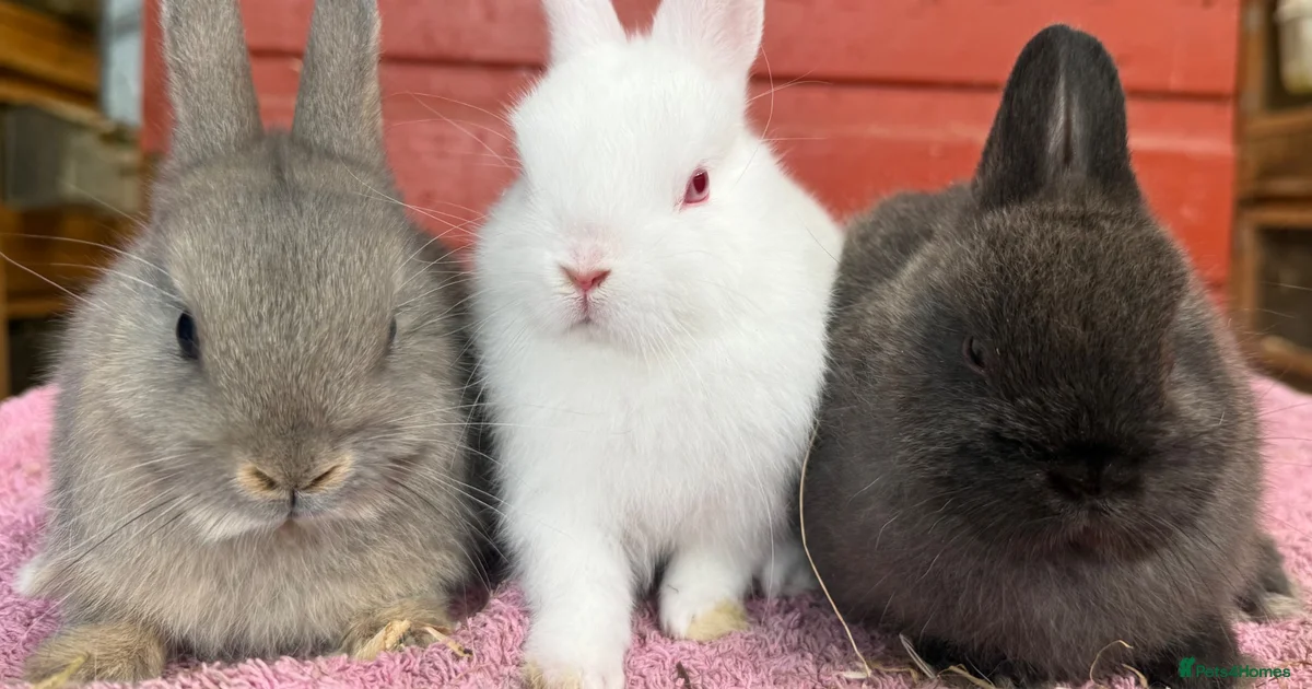 Well Made Reebits Rabbits for sale Rabbits for Sale for sale | Pets4Homes