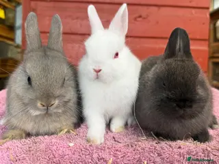 Netherland Dwarf rabbits Young Netherland Dwarfs - Advert 6