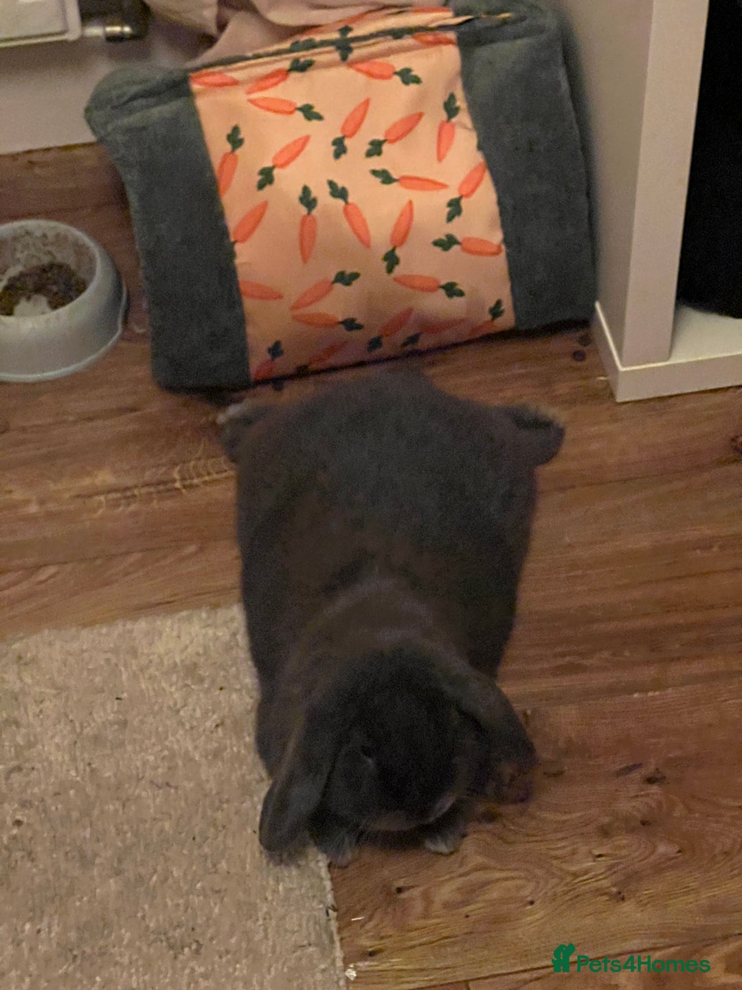 Mini Lop rabbits for sale: 🐰 Ernie the Bunny- looking for a loving new home  - Image 2