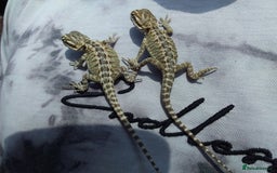 Bearded Dragon reptiles for sale: Baby bearded dragons - Image 2