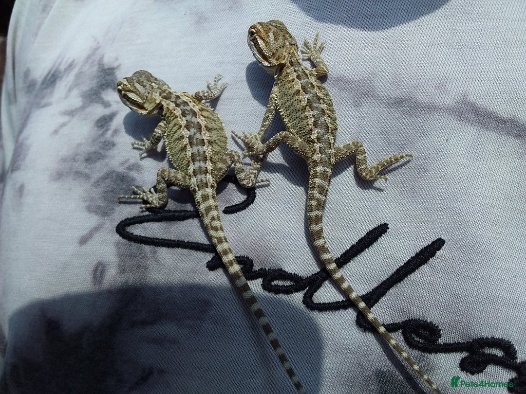 Bearded Dragon reptiles for sale: Baby bearded dragons - Image 2