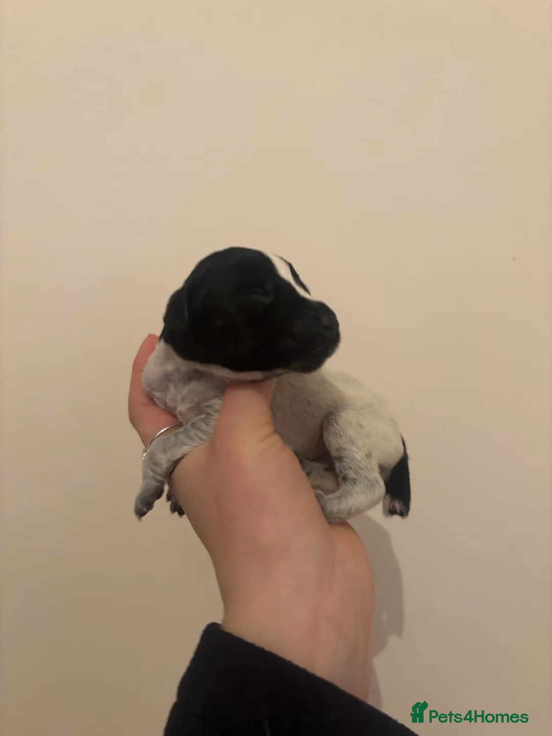 German Wirehaired Pointer dogs for sale: Stunning German wire hairs pointers  - Advert 2