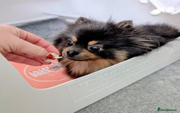 Pomeranian dogs for sale: Quality Pomeranian puppies - Advert 18