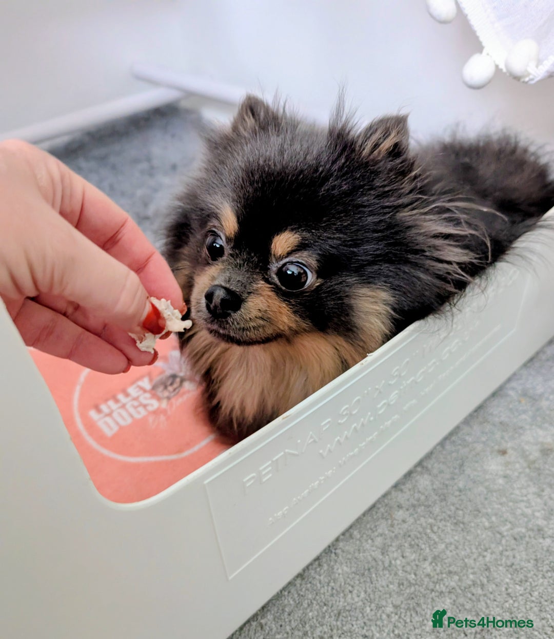 Pomeranian dogs for sale: Quality Pomeranian puppies - Advert 18