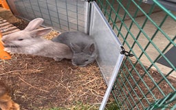 Mixed Breed rabbits for sale: mixed breed baby bunnies  - Image 16