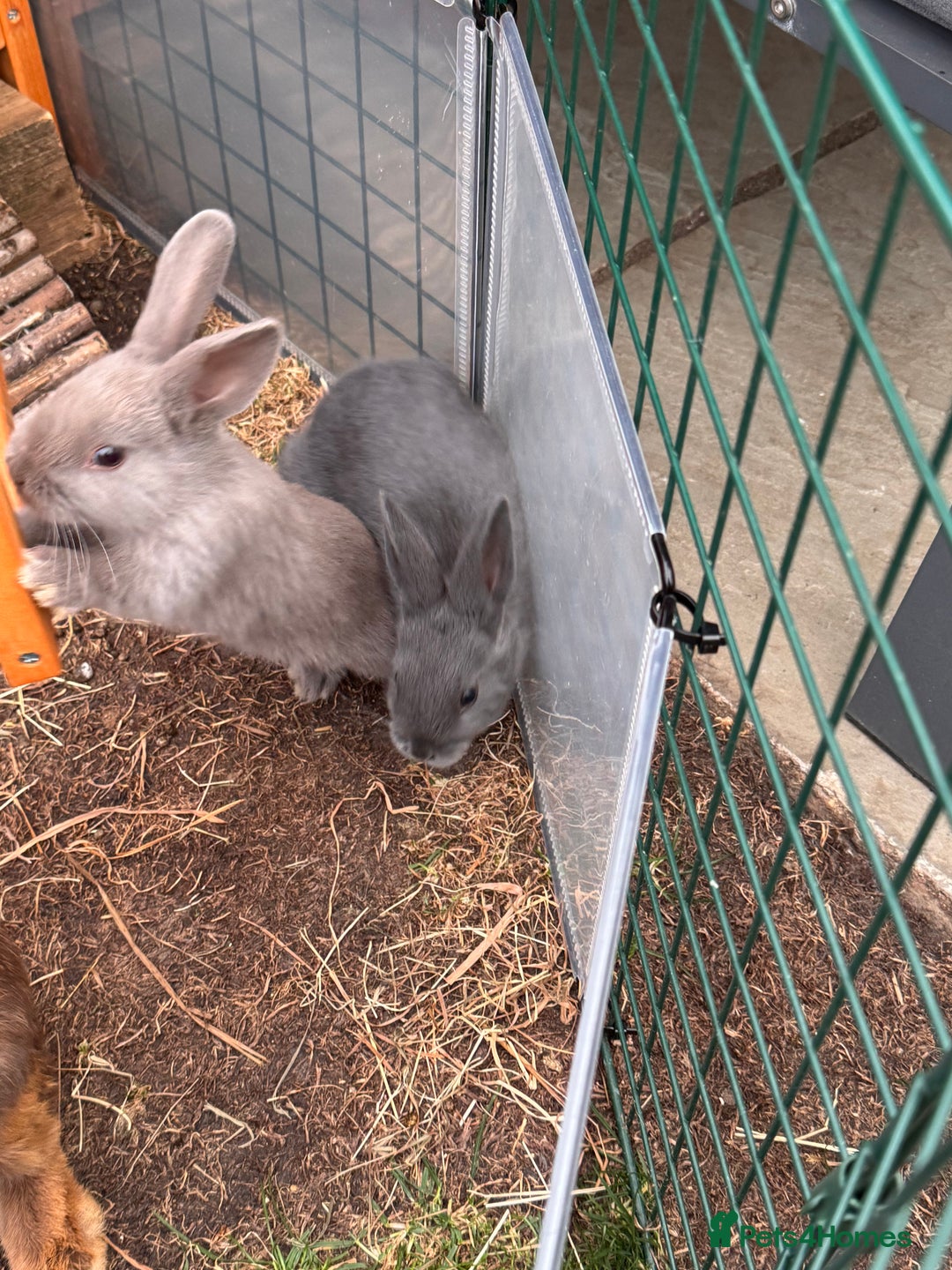 Mixed Breed rabbits for sale: mixed breed baby bunnies  - Image 16