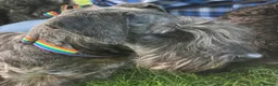 Cesky Terrier dogs for sale: CESKY Terrier  - Advert 7