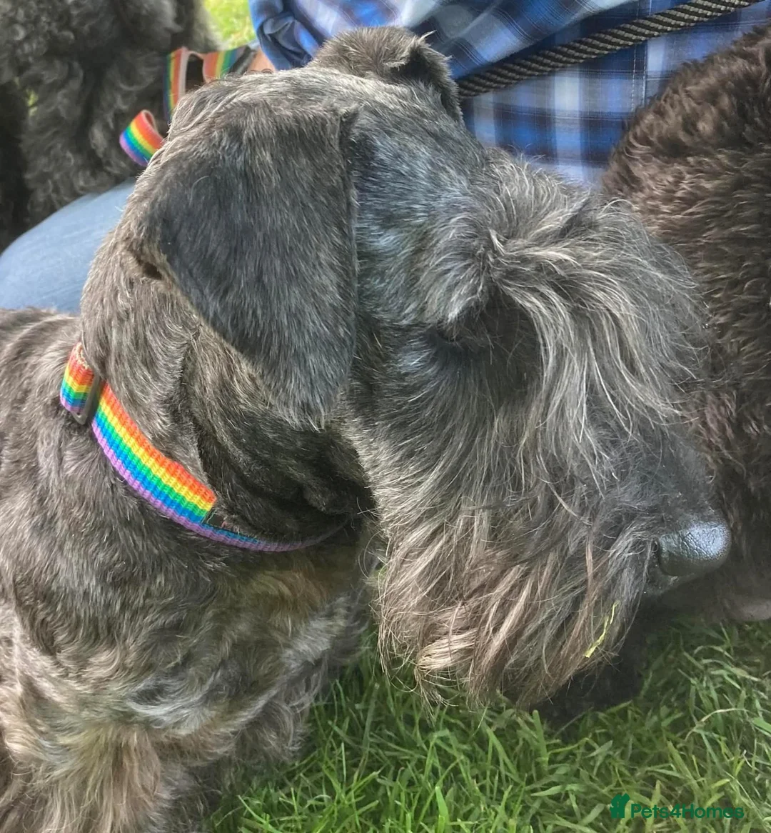 Cesky Terrier dogs for sale: CESKY Terrier  - Advert 7