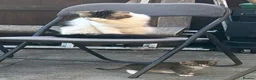 Domestic Shorthair cats for sale: 8‑Week Domestic Shorthair Kittens,Mum Can Be Seen  - Advert 24