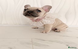 French Bulldog dogs for sale: Stunning platinum and lilac fawn boys and girls - Image 33