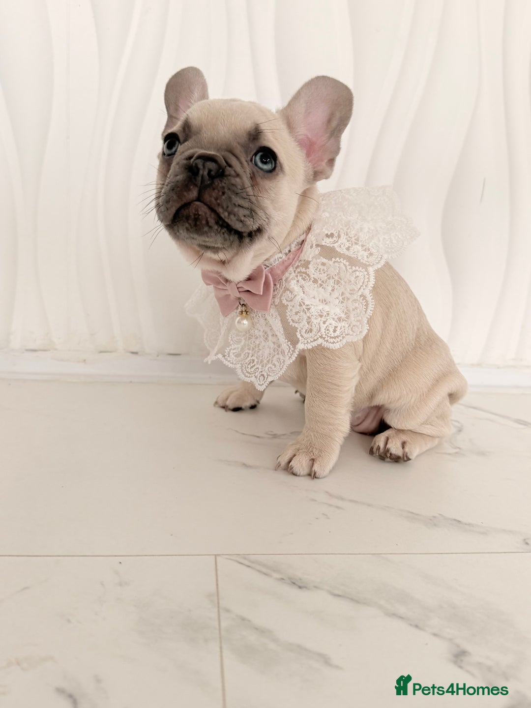 French Bulldog dogs for sale: Stunning platinum and lilac fawn boys and girls - Image 33