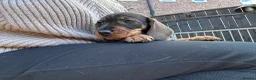 Dachshund dogs for sale: 3 gorgeous dachshund puppies  - Advert 5