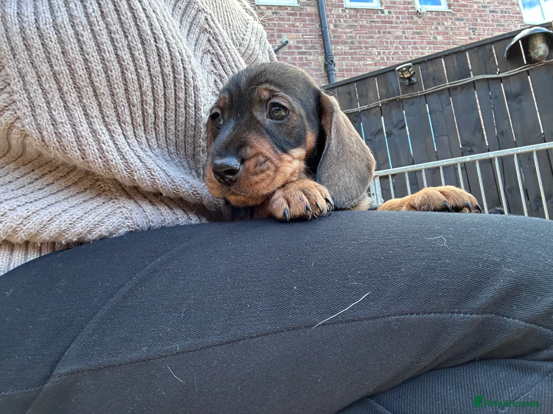 Dachshund dogs for sale: 3 gorgeous dachshund puppies  - Advert 5