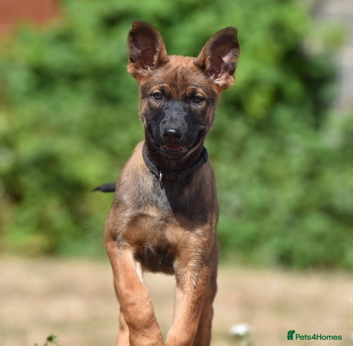 Belgian Shepherd Dog dogs Dutch harder puppy - Advert 7