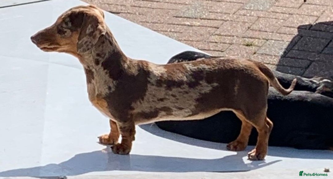 Miniature Dachshund dogs for sale: 5⭐️BREEDERS🏆KCREG🌸6GIRL💙1BOY🩺HEALTH TESTED🧬 - Image 34