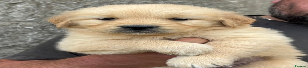 Golden Retriever Puppy 6