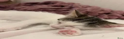 British Shorthair cats for sale: 2 female kittens  - Advert 11