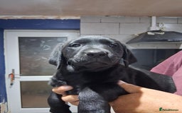Labrador Retriever dogs for sale: KC REG Labrador retriever pups - Image 4