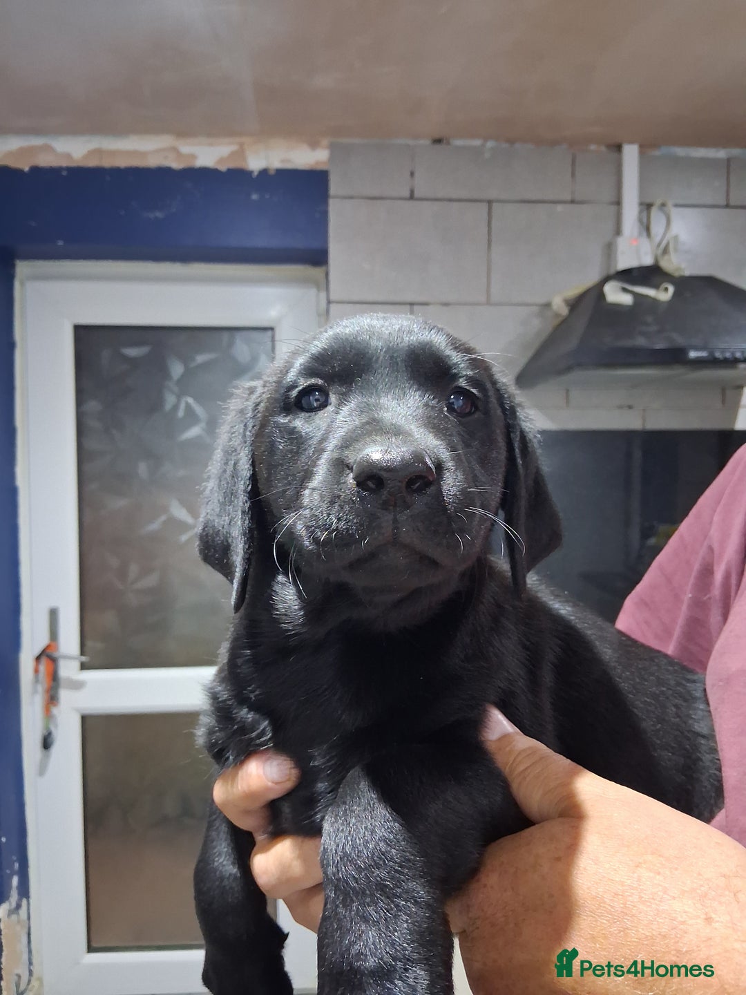 Labrador Retriever dogs for sale: KC REG Labrador retriever pups - Image 4