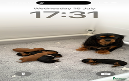 Cavalier King Charles Spaniel dogs for sale: 🐶5 generation kc registered tiny cavalier🐶 - Image 7