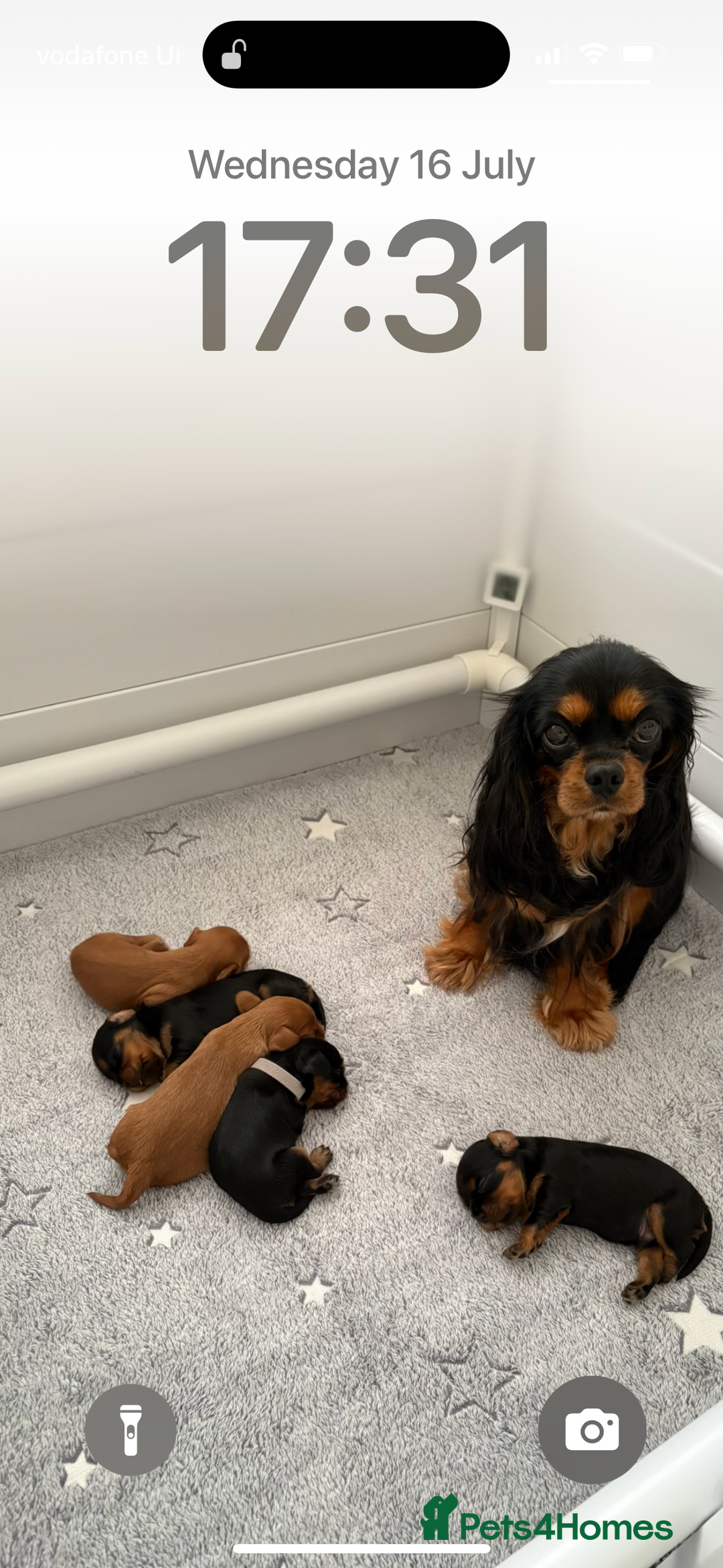 Cavalier King Charles Spaniel dogs for sale: 🐶5 generation kc registered tiny cavalier🐶 - Image 7
