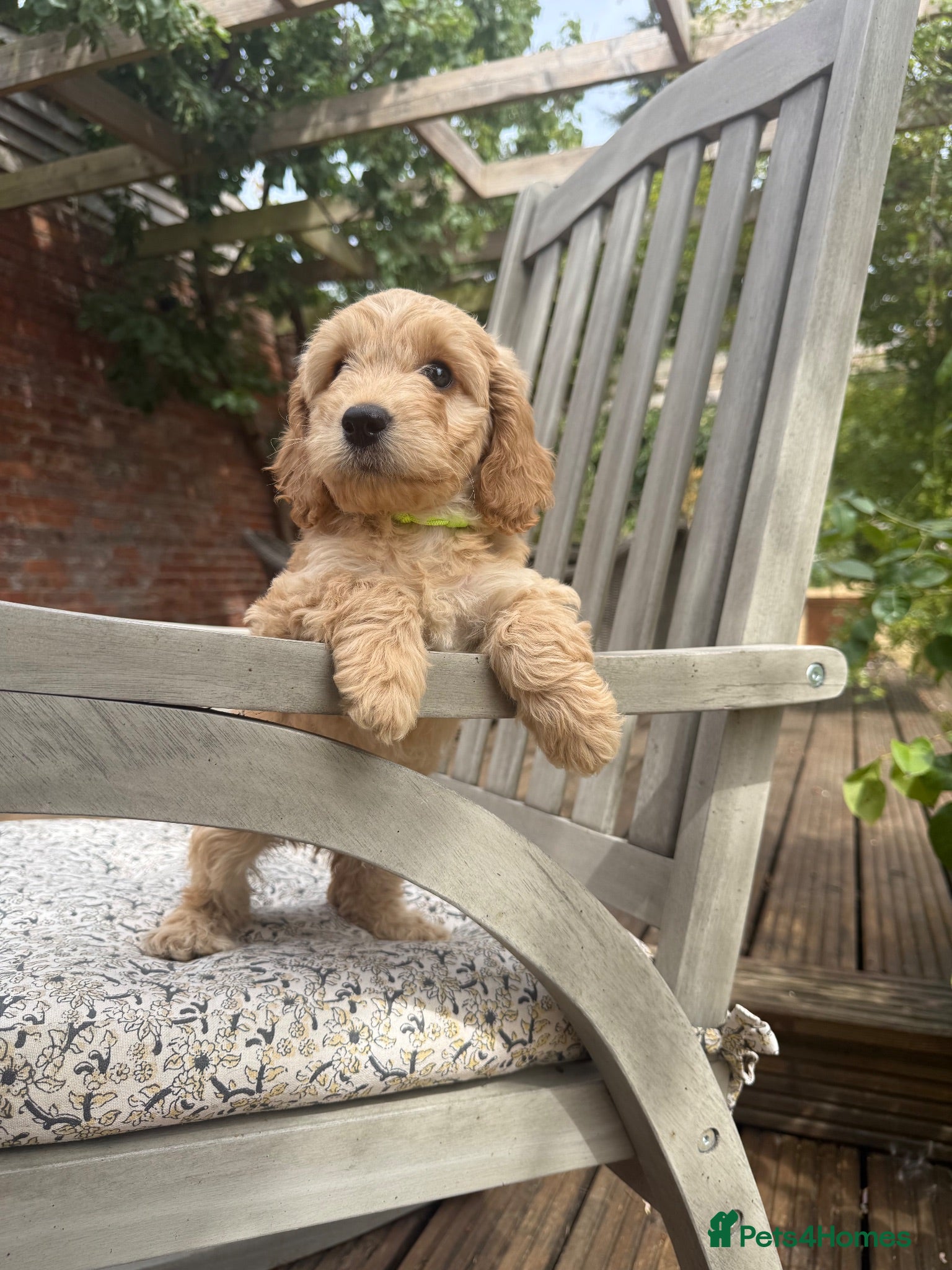 Cockapoo dogs Beautiful Litter of F1 Cockapoo Puppies - Advert 2
