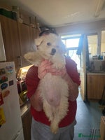 Cavachon dogs - Advert 2