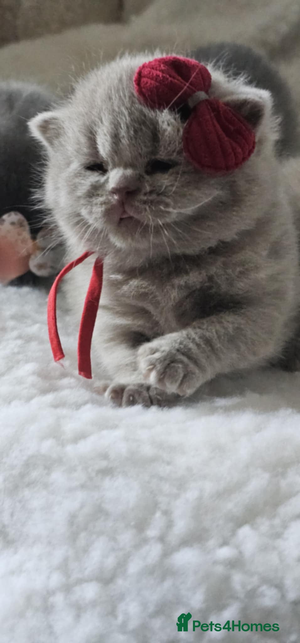 British Shorthair cats High-Quality British Shorthair Kittens GCCF🐾 - Advert 6