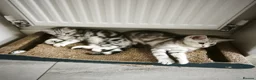 Scottish Fold cats for sale: Last Scottish Straight Silver Tabby Boy Available - Advert 13